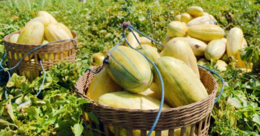 Sambut Bulan Suci Ramadan, Warga Lebak Bulus Berburu Timun Suri