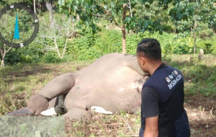 Diduga Keracunan, Gajah 3 Tahun Ditemukan Mati di Perkebunan Warga Karang Ampar Aceh Tengah