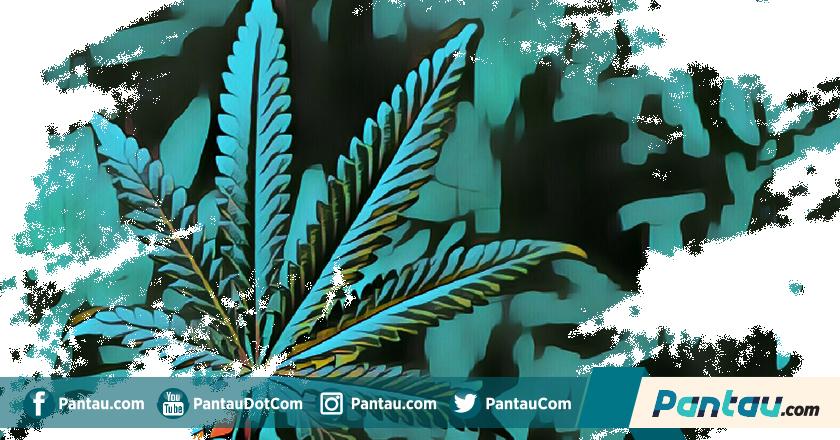 Polres Cianjur Amankan Ratusan Kilogram Ganja Siap Edar