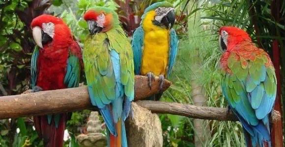 Unik! Burung Beo Diajarkan Video Call Biar Tidak Kesepian