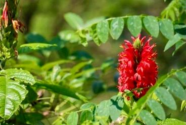 Tanaman Obat Langka Indonesia Ini Jadi Bahan Baku untuk Meningkatkan Libido