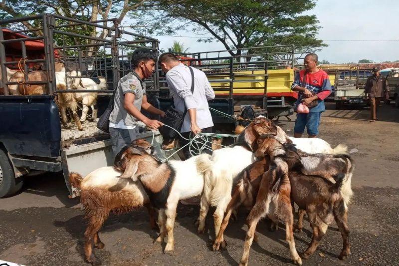 Cegah Sebaran Antraks, Pemkab Gunungkidul Perketat Lalu Lintas Ternak