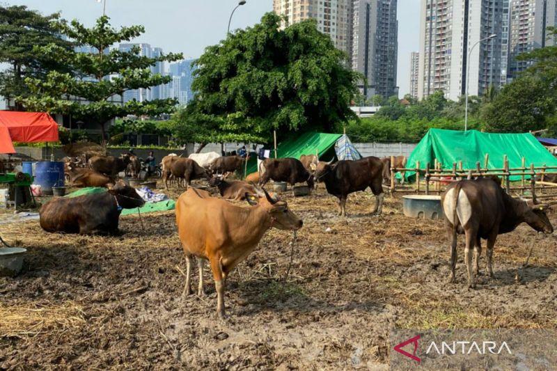 Waspada! Penyakit Lato-lato Pada Sapi, Kenali Gejala dan Pencegahannya