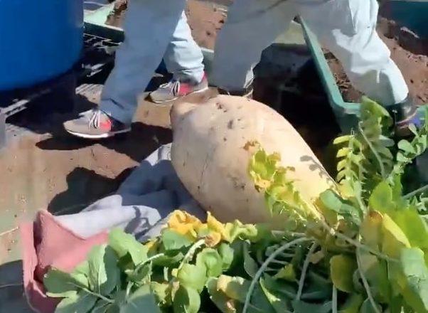 Wow! Perusahan Jepang Pecahkan Rekor Tanam Lobak Seberat 45 Kilogram