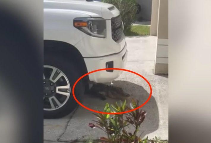 Cilukba! Pria Florida Kaget ada Buaya Sepanjang 7 Kaki Mengumpat di Kolong Truk Pikap