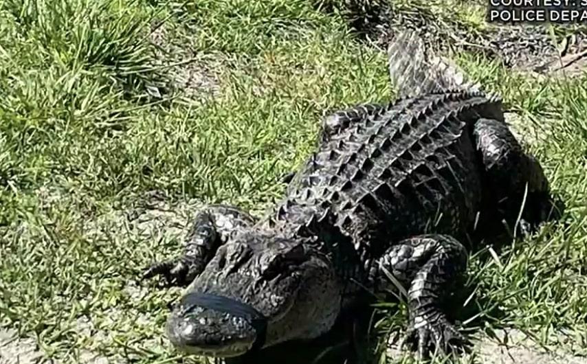 Heboh Alligator Sepanjang 6 Kaki Masuk ke Toko dan Ngumpet di Bawah Kursi Pantai