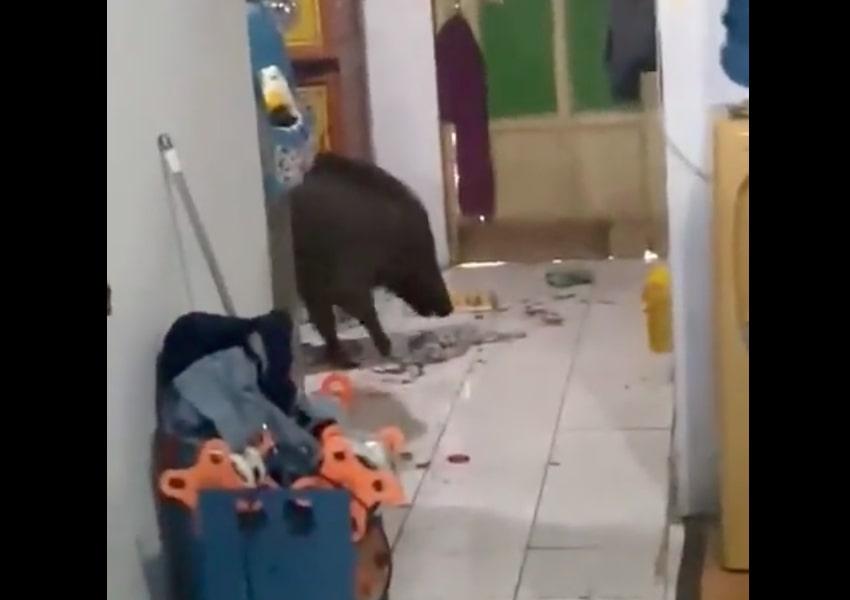 Edan! Babi Masuk Rumah di Brebes Tak Mati meski Ditembak Polisi Berkali-kali