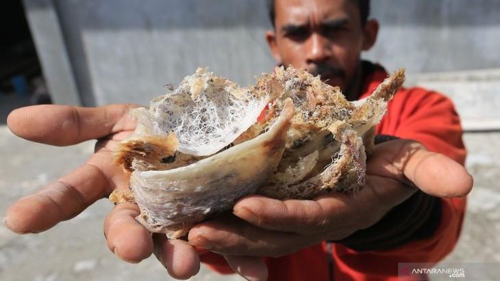 Barantan Jelaskan Peran Kementan Ekspor Sarang Burung Walet ke China