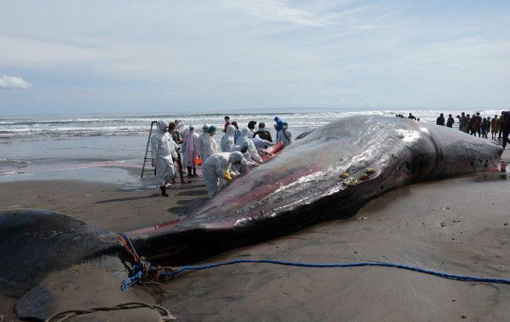 BPSPL Sebut Matinya 3 Paus di Bali Diduga karena Sakit