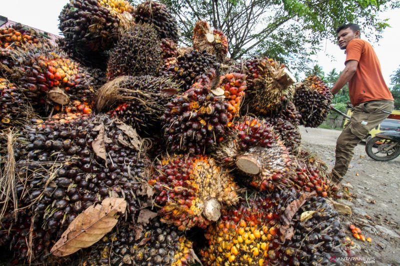 Tak Dilibatkan soal Bursa Komoditi Sawit, Komisi VI DPR Geram