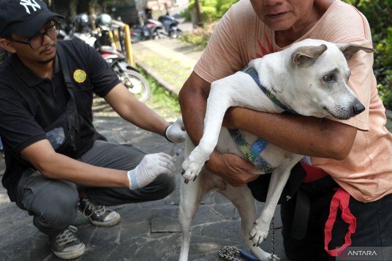 Catat! 3 Langkah Utama Cegah Penyebaran Virus Rabies