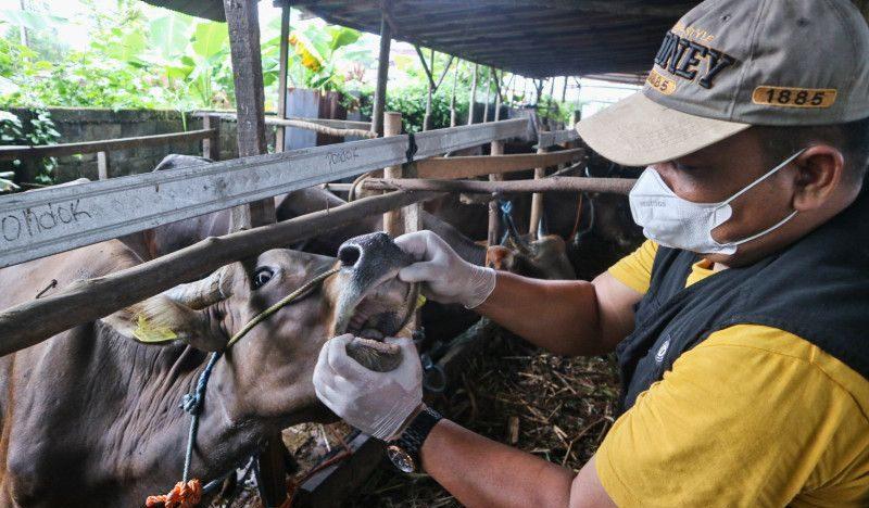 Tips Memilih Hewan Kurban yang Sehat Menurut Dokter