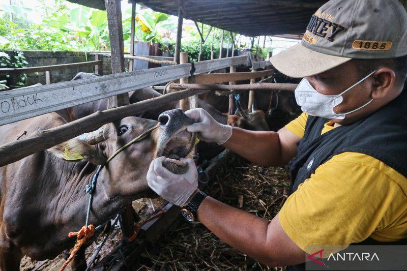 Jelang Iduladha, Belasan Sapi di Sukabumi Terjangkit PMK dan LSD
