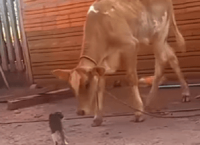 Wow! Kucing Kecil Tumbangkan Sapi Besar tanpa Menyentuh, Netizen: Pake Tenaga Dalam