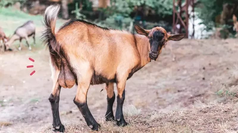 Makan Torpedo Kambing Beneran Bisa Naikkan Libido Pria?