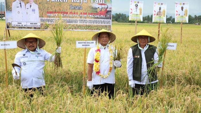 Panen Raya di Banggai, Mendagri Berharap Kenaikan Harga Barang Stabil