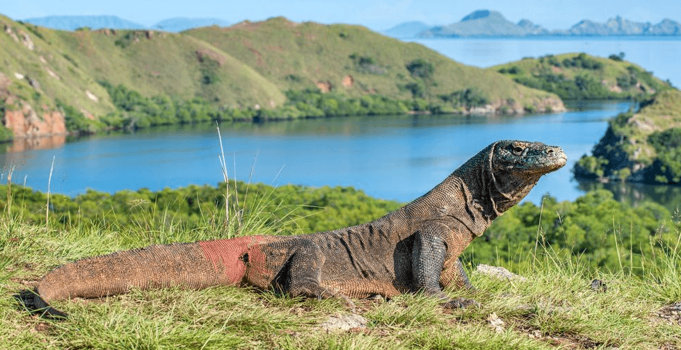 Seorang Warga Demo Tolak Tiket Mahal di Pulau Komodo malah Jadi Tersangka