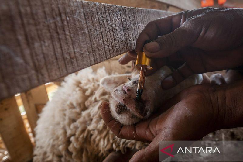 Cegah PMK, Pemkab Solok Selatan Larang Beli Ternak dari Luar Daerah