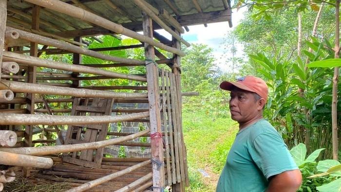 4 Kambingnya Hilang, Peternak ini Disisakan Kotoran dan Jeroan