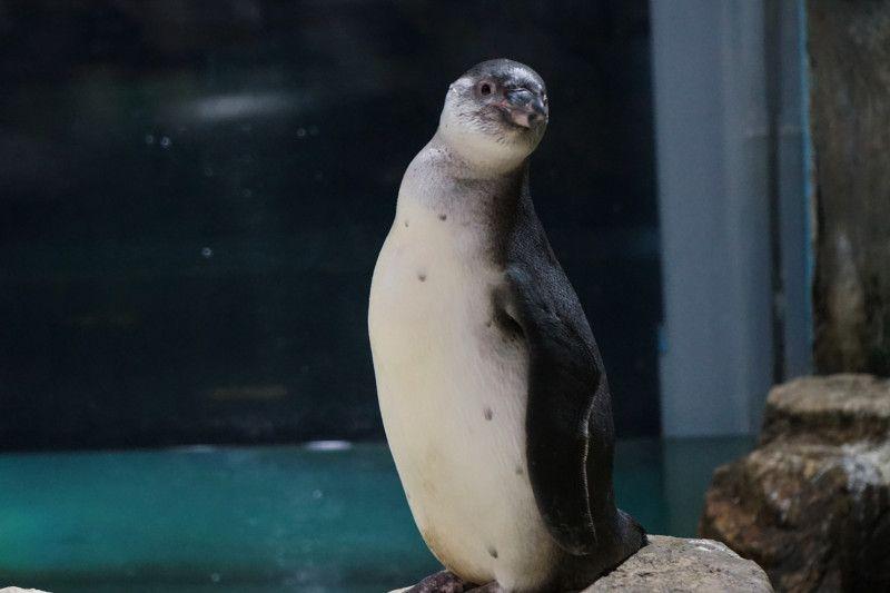 Ancol Kembangbiakkan 5 Bayi Pinguin dalam Fasilitas Konservasi