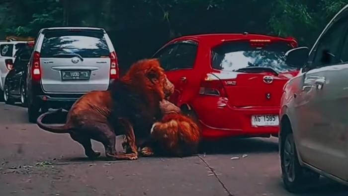 Viral! Singa Duel ke Jalanan hingga Tabrak Mobil Merah