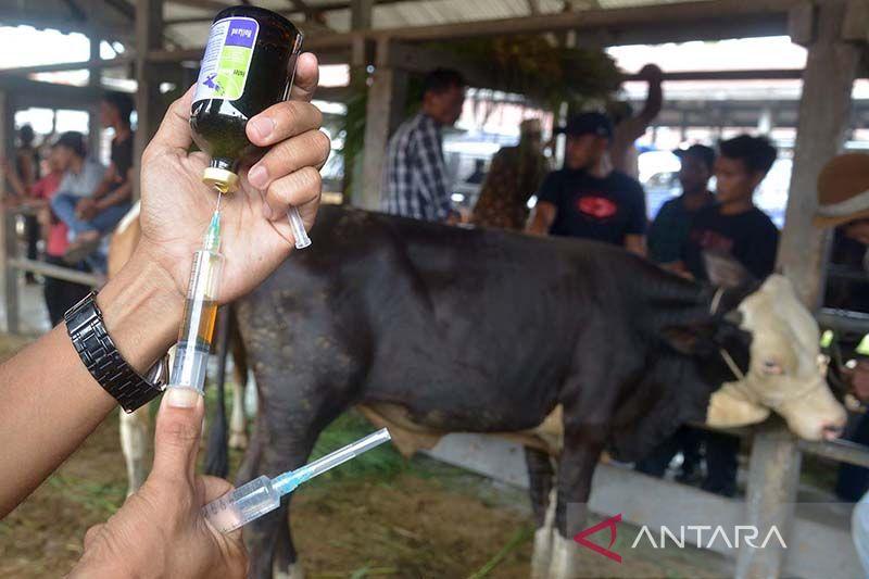 Lebih dari 81 ribu Hewan Ternak sudah Divaksin PMK
